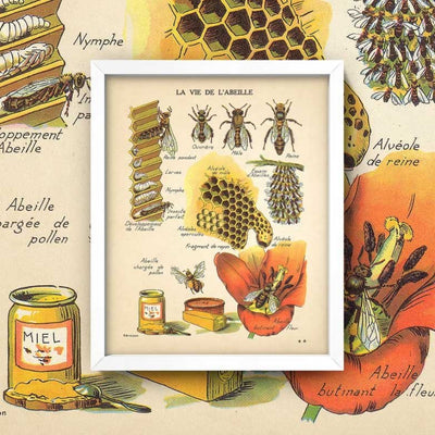 insects vintage poster boogzel home